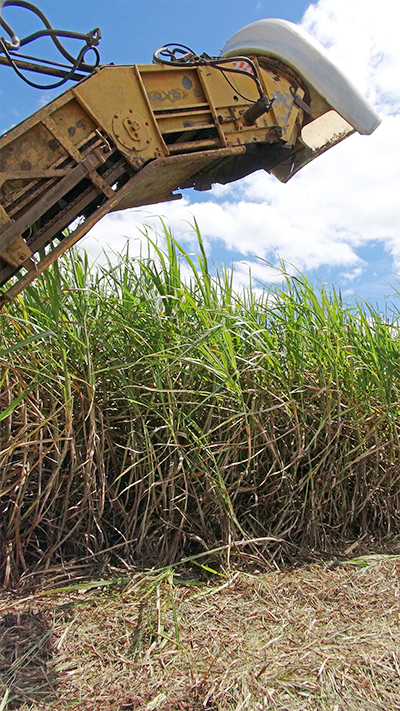 Sugar cane harvesting. Image: Sugar Research Australia.