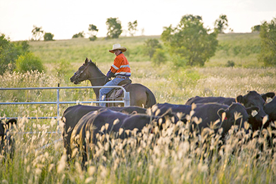 Earlier stages of the New Acland coal mining lease have been rehabilitated into cattle farms by owners New Hope Group, one of Australia's oldest mining companies. Image: New Hope Group.
