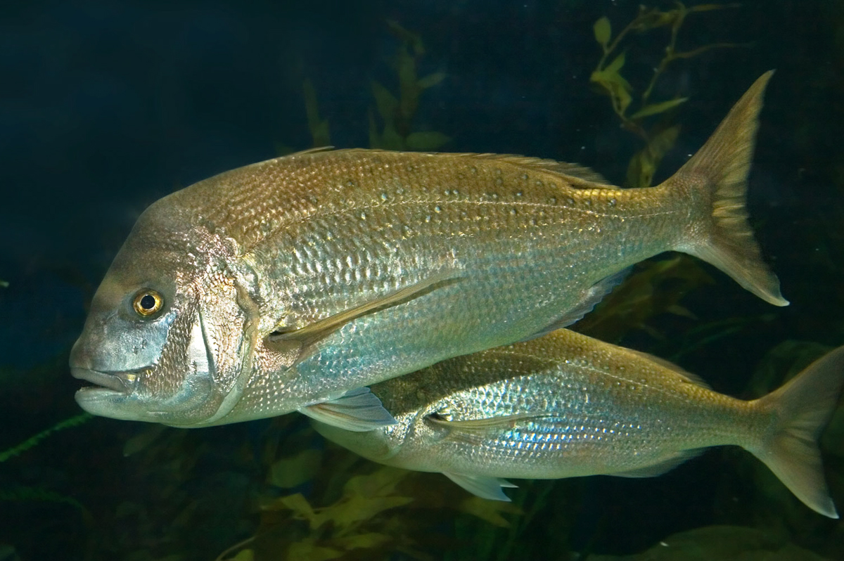 Australasian snapper pictured at Melbourne Aquarium. Image: Wikimedia Commons. Licence: CC by Attribution-Non commercial.