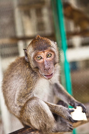 Rescued macaques baby is being repatriated by WFFT.